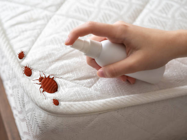 Best Local Pest Control Services  in Greenbriar, VA